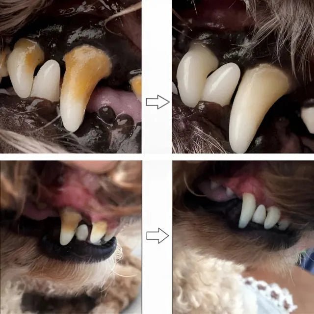 Caneta Dental para Pets – Limpa dentes amarelados, previne o tártaro e elimina o mau hálito - Direct Ofertas