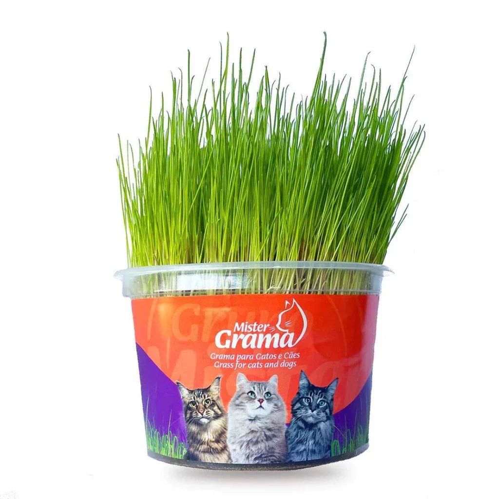 Graminha para gatos - Direct Ofertas
