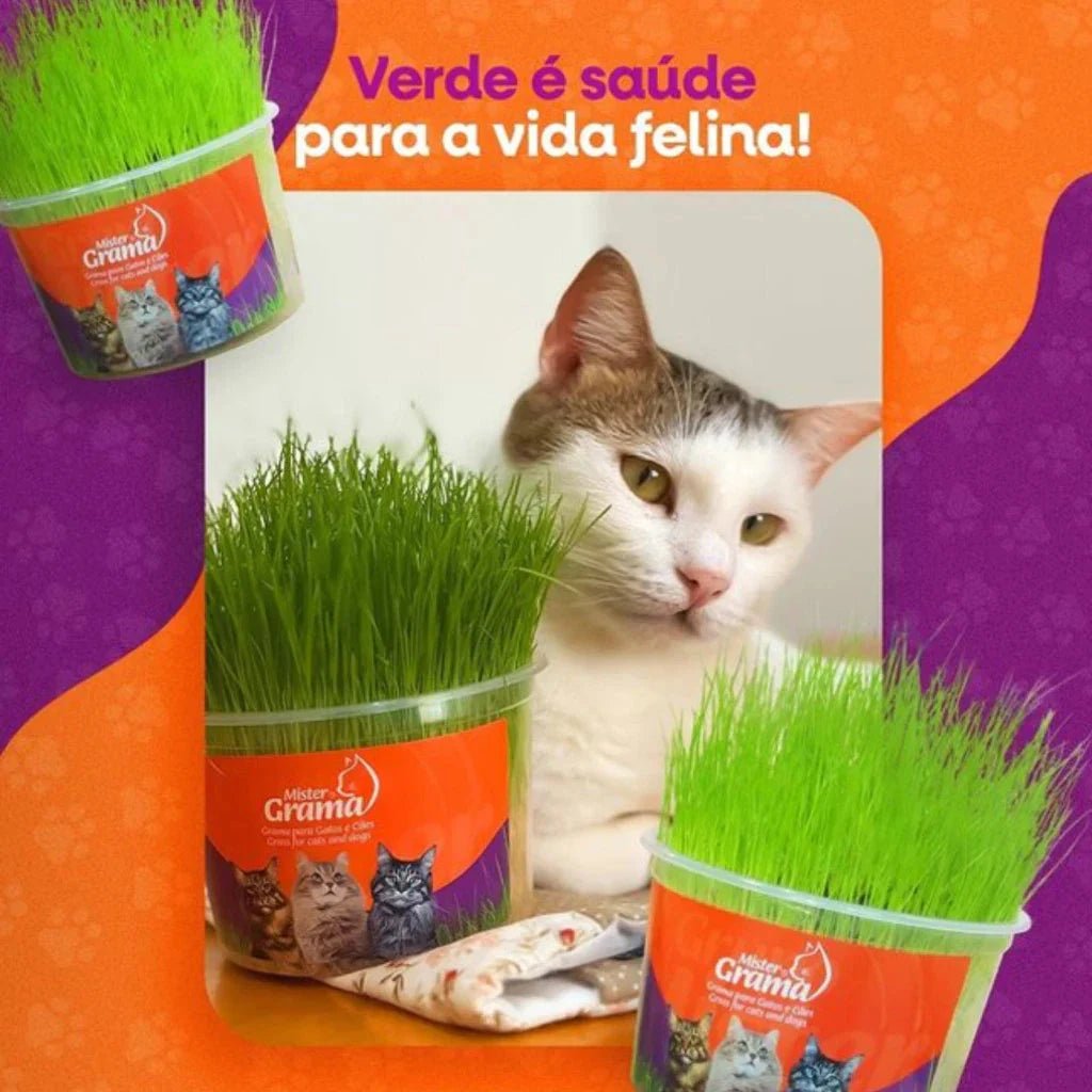 Graminha para gatos - Direct Ofertas