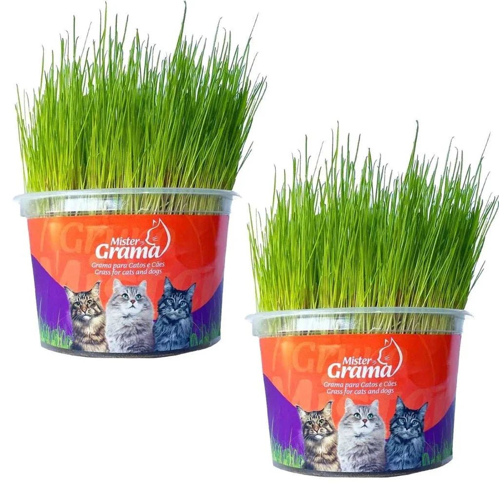 Graminha para gatos - Direct Ofertas