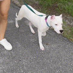 Protetor de Patas PetSafe™ | Antiderrapante e Respirável para Cães e Gatos Protetor de Patas PetSafe P9 Direct Ofertas 
